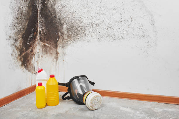 Home Mold Removal in Iowa Colony, TX