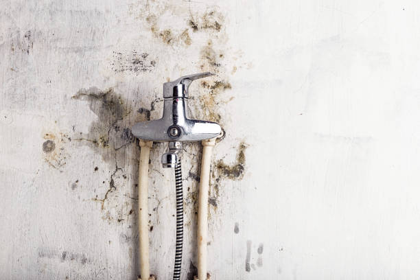 Best Mold Removal Near Me  in Iowa Colony, TX