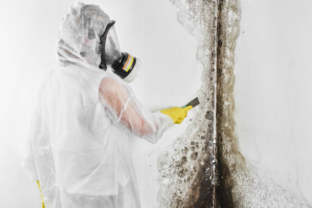 Best Commercial Mold Removal  in Iowa Colony, TX