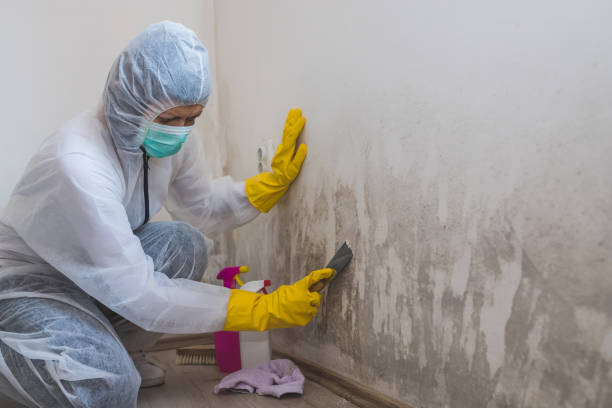 Best Crawl Space Mold Removal  in Iowa Colony, TX
