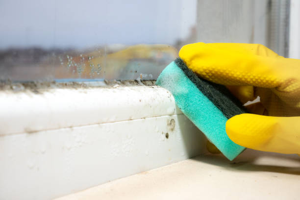 Best Fast Mold Removal  in Iowa Colony, TX