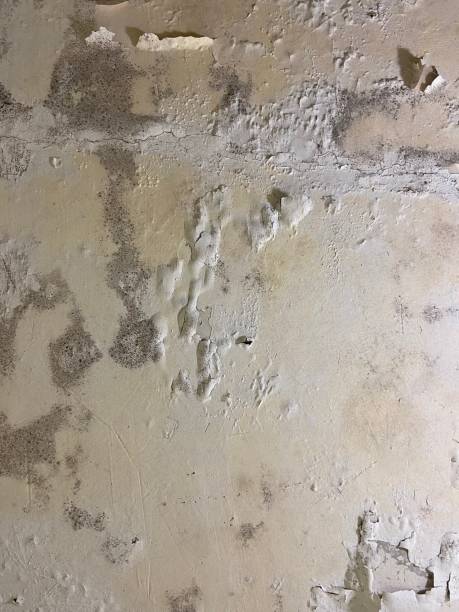 Best Certified Mold Removal  in Iowa Colony, TX