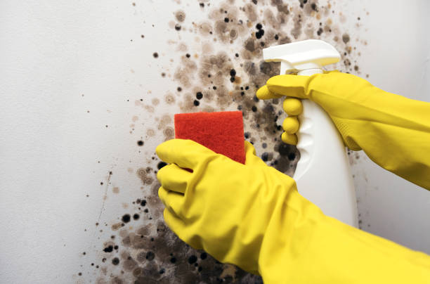 Best Certified Mold Removal  in Iowa Colony, TX