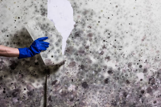 Best Local Mold Removal Service  in Iowa Colony, TX