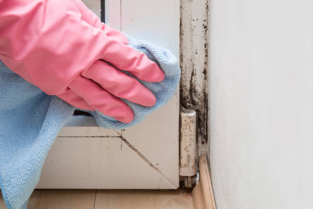 Best Certified Mold Removal  in Iowa Colony, TX