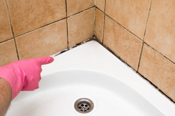 Best Mold Cleaning Services  in Iowa Colony, TX